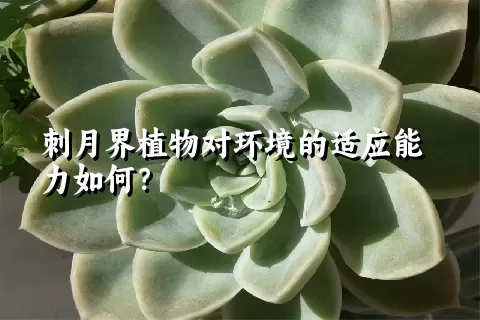 刺月界植物对环境的适应能力如何？