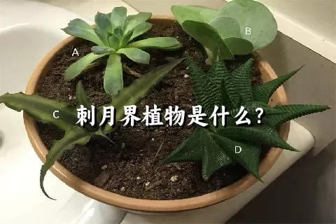 刺月界植物是什么？