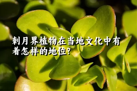 刺月界植物在当地文化中有着怎样的地位？