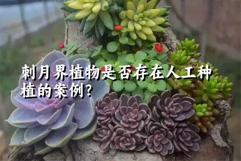 刺月界植物是否存在人工种植的案例？