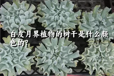 白皮月界植物的树干是什么颜色的？