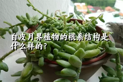 白皮月界植物的根系结构是什么样的？