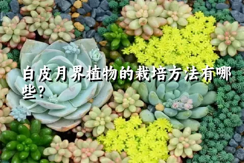 白皮月界植物的栽培方法有哪些？