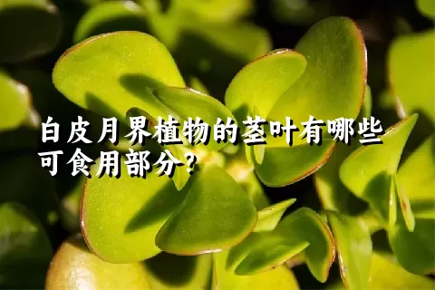 白皮月界植物的茎叶有哪些可食用部分？