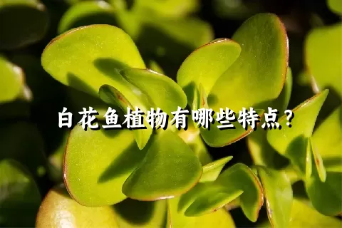 白花鱼植物有哪些特点？