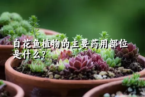 白花鱼植物的主要药用部位是什么？