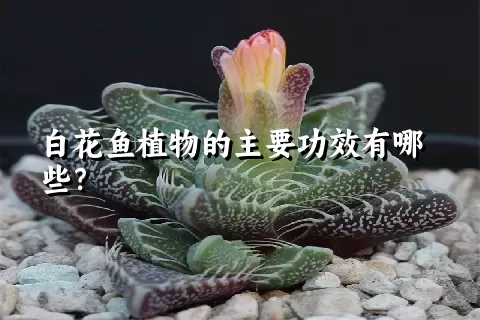 白花鱼植物的主要功效有哪些？