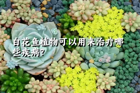 白花鱼植物可以用来治疗哪些疾病？