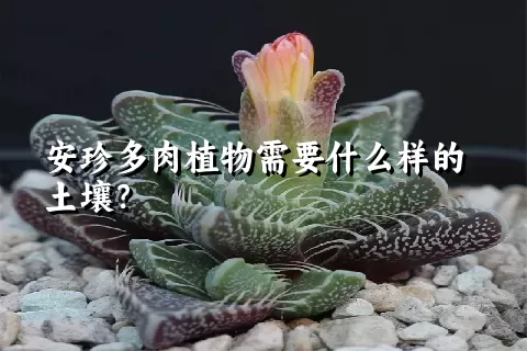 安珍多肉植物需要什么样的土壤？