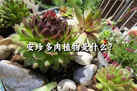 安珍多肉植物是什么？