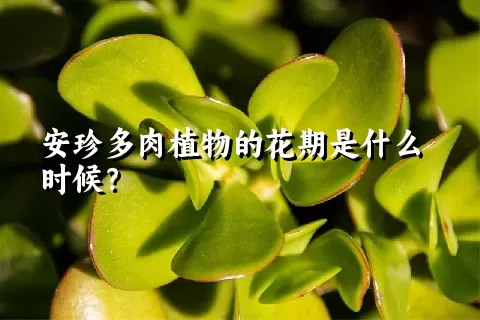 安珍多肉植物的花期是什么时候？