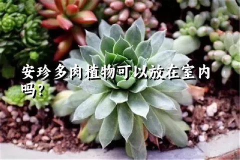 安珍多肉植物可以放在室内吗？