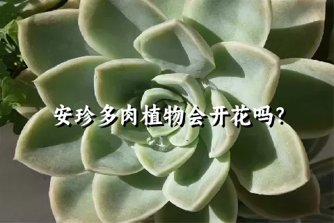 安珍多肉植物会开花吗？