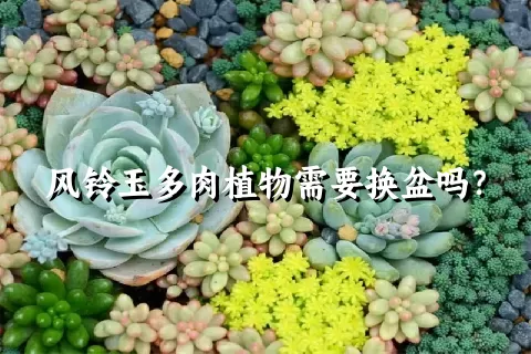 风铃玉多肉植物需要换盆吗？