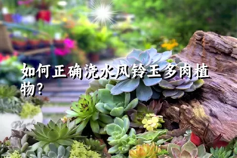 如何正确浇水风铃玉多肉植物？