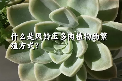 什么是风铃玉多肉植物的繁殖方式？