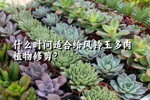 什么时间适合给风铃玉多肉植物修剪？