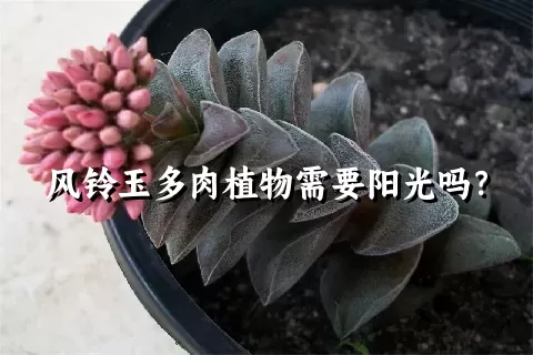 风铃玉多肉植物需要阳光吗？