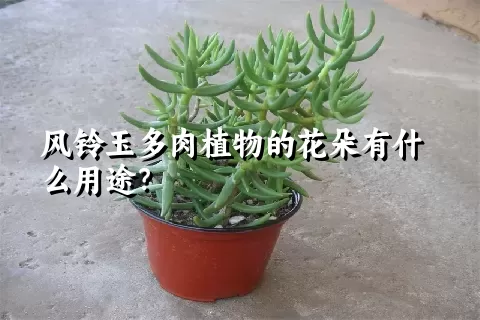 风铃玉多肉植物的花朵有什么用途？