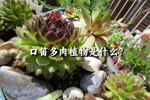 口笛多肉植物是什么？