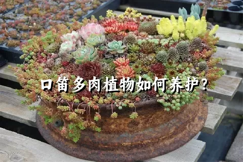 口笛多肉植物如何养护？