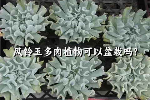 风铃玉多肉植物可以盆栽吗？