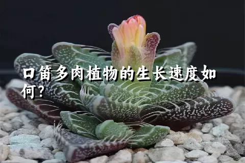 口笛多肉植物的生长速度如何？