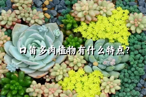 口笛多肉植物有什么特点？