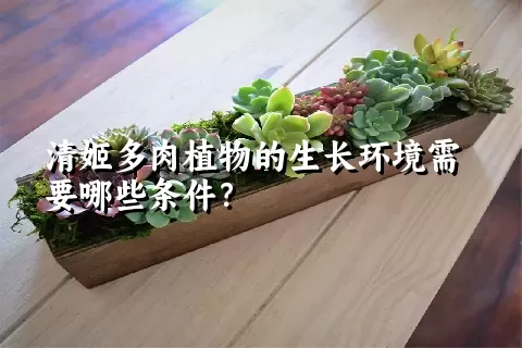 清姬多肉植物的生长环境需要哪些条件？