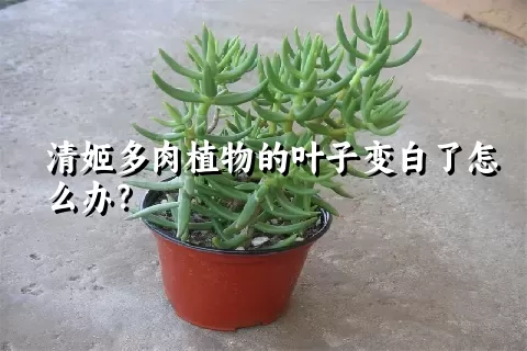 清姬多肉植物的叶子变白了怎么办？