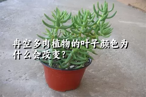 冉空多肉植物的叶子颜色为什么会改变？