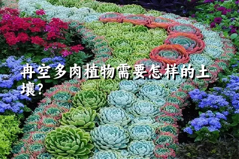 冉空多肉植物需要怎样的土壤？