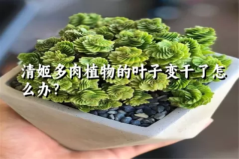 清姬多肉植物的叶子变干了怎么办？