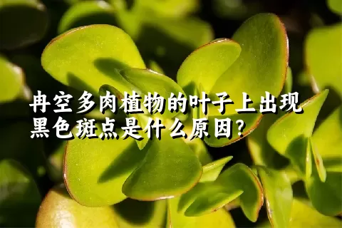 冉空多肉植物的叶子上出现黑色斑点是什么原因？