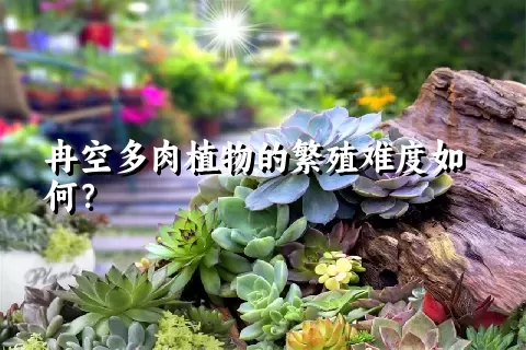 冉空多肉植物的繁殖难度如何？