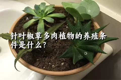 针叶椒草多肉植物的养殖条件是什么？