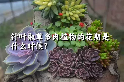 针叶椒草多肉植物的花期是什么时候？