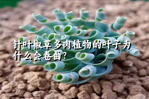 针叶椒草多肉植物的叶子为什么会卷曲？