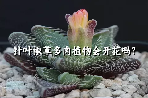 针叶椒草多肉植物会开花吗？