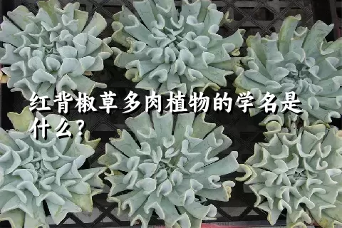 红背椒草多肉植物的学名是什么？