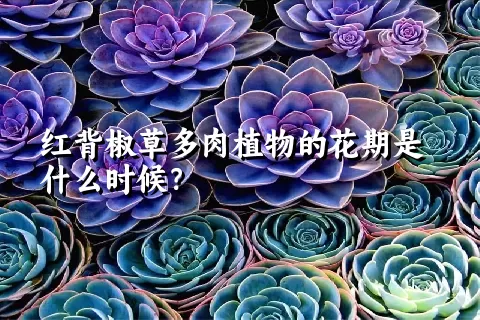 红背椒草多肉植物的花期是什么时候？