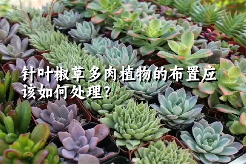 针叶椒草多肉植物的布置应该如何处理？