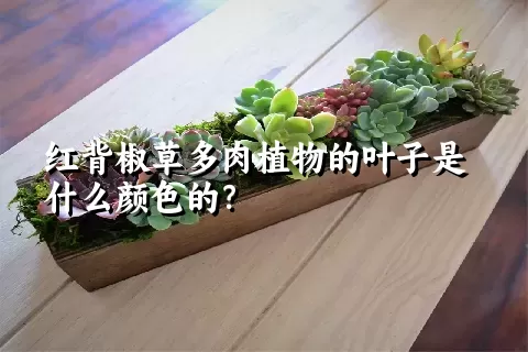 红背椒草多肉植物的叶子是什么颜色的？