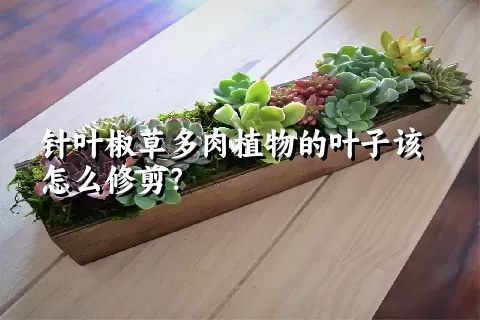 针叶椒草多肉植物的叶子该怎么修剪？