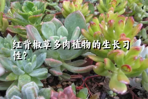 红背椒草多肉植物的生长习性？