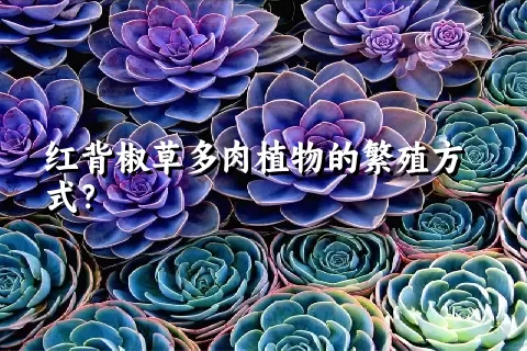 红背椒草多肉植物的繁殖方式？