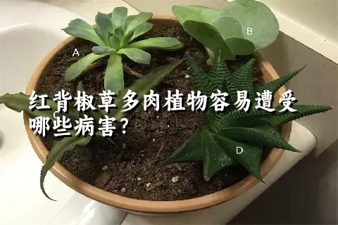 红背椒草多肉植物容易遭受哪些病害？