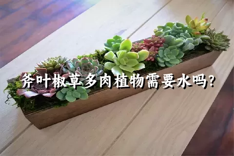 斧叶椒草多肉植物需要水吗？