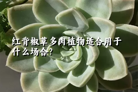 红背椒草多肉植物适合用于什么场合？