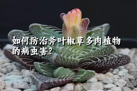 如何防治斧叶椒草多肉植物的病虫害？